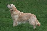 GOLDEN RETRIEVER 1038